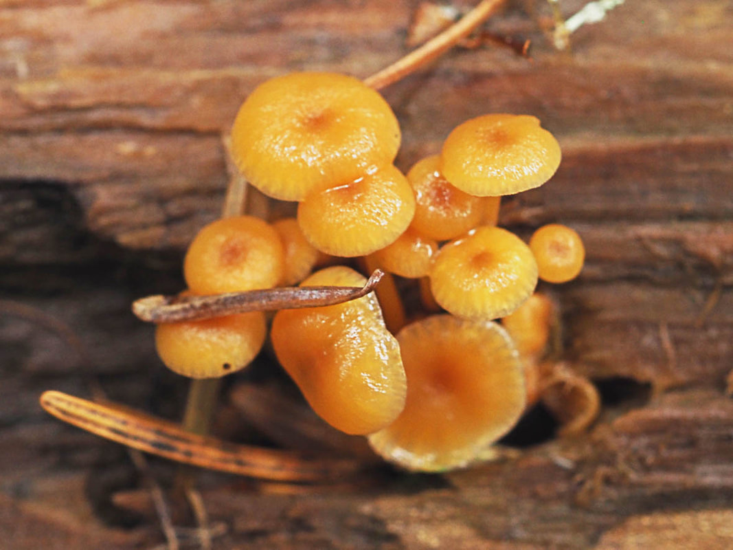 Xeromphalina campanella (Orange fuzzy-foot)