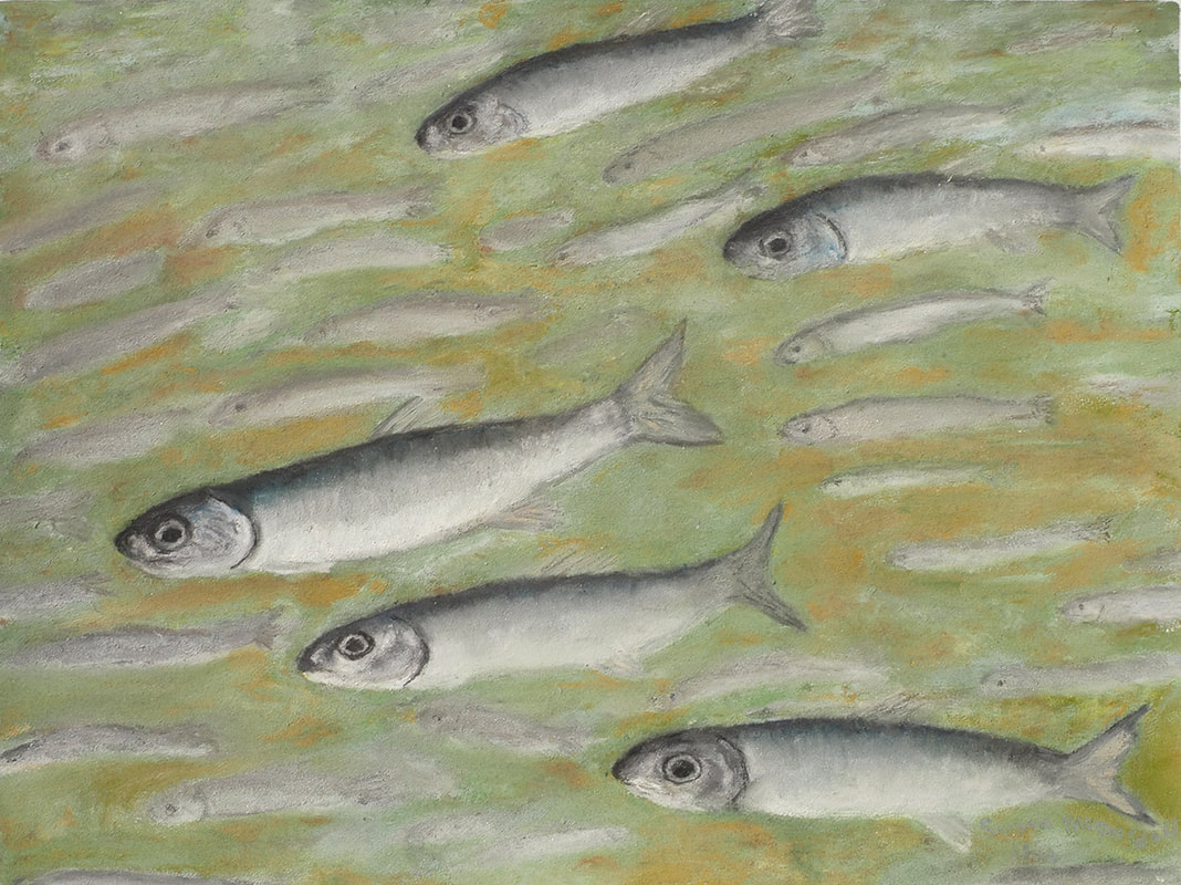 Northern Anchovy (Engraulis mordax)