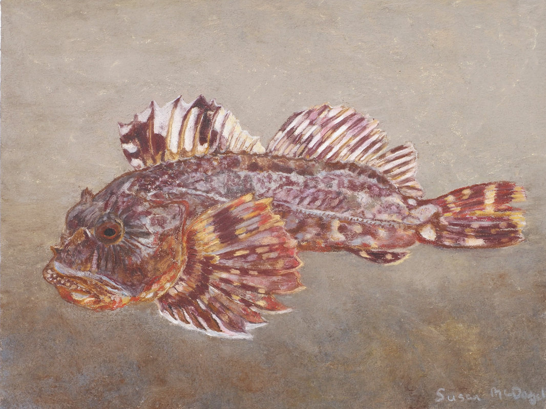 Cabezon (Scorpaenicthys marmoratus)