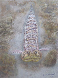 Lizardfish (Synodus lucioceps)