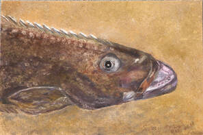Pacific Halibut - Hippoglossus stenolepis