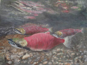 Sockeye Salmon (Oncorhynchus nerka)