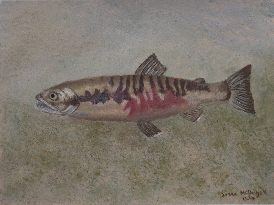 Chum Salmon (Oncorhynchus keta)