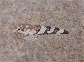 Spinynose sculpin -  Asemichthys taylori 